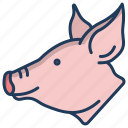 pig