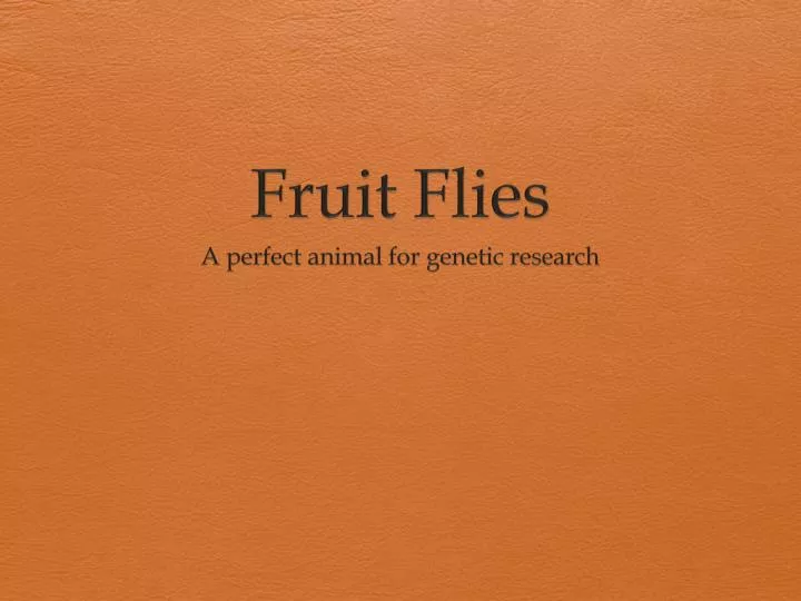 fruit flies