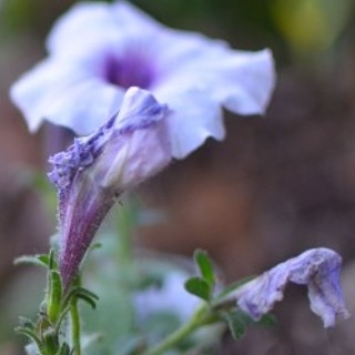 Pinching & Deadheading Plants