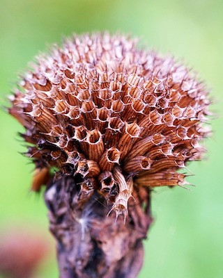 Deadheading Bee Balm