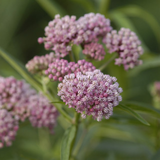 Native Plants