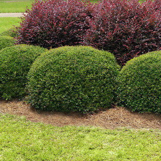 Shrub & Tree Care