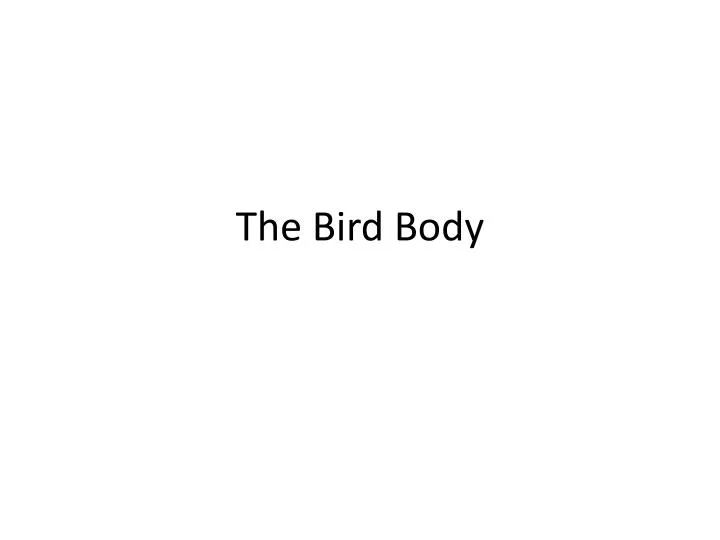 the bird body