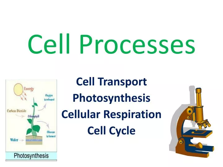 cell processes