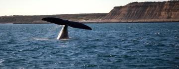 Allotjaments vacacionals a Puerto Madryn