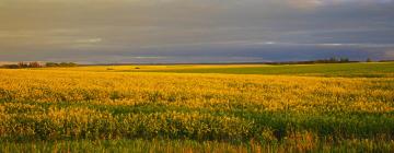 Alquileres temporarios en Portage La Prairie