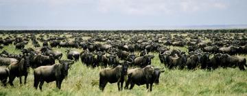 Hotelek Serengeti Nemzeti Park városában