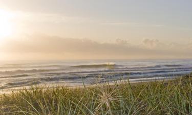 Hoteles que aceptan mascotas en Siesta Key