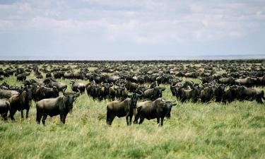 Billig ferie til Serengeti nasjonalpark