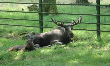 Hotéis que Aceitam Animais de Estimação em Borås