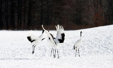 Варианты проживания в семье в городе Кусиро