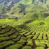 Vacaciones baratas en Cameron Highlands