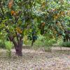 Planinske kuće u gradu 'Kibbutz Inbar'