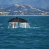 Alquileres temporarios en Kaikoura