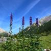 Chalés alpinos em Piesendorf