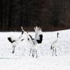 Недорогие предложения для отдыха в городе Кусиро