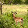 Razkošni šotori v mestu rezervat Manyeleti Game Reserve