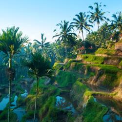 Ubud 41 Bungalows