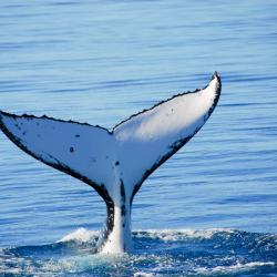 Hervey Bay Smještaji uz plažu (32)