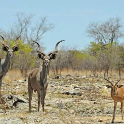 Otavi 4 Pensionen