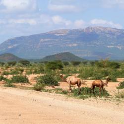 Isiolo ホテル12軒