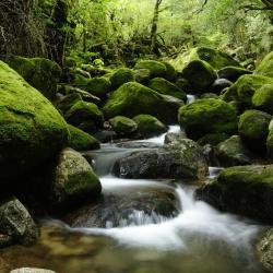 Yakushima 5 cabin