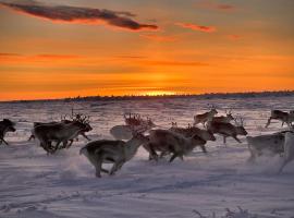 Authentic Sami Reindeer Herding Adventure in Arctic Norway, ξενοδοχείο σε Kautokeino