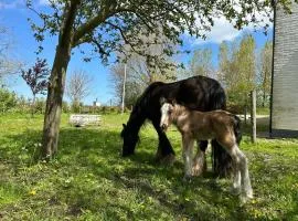 Het Tinkerparadijs, paarden, rust en ruimte.