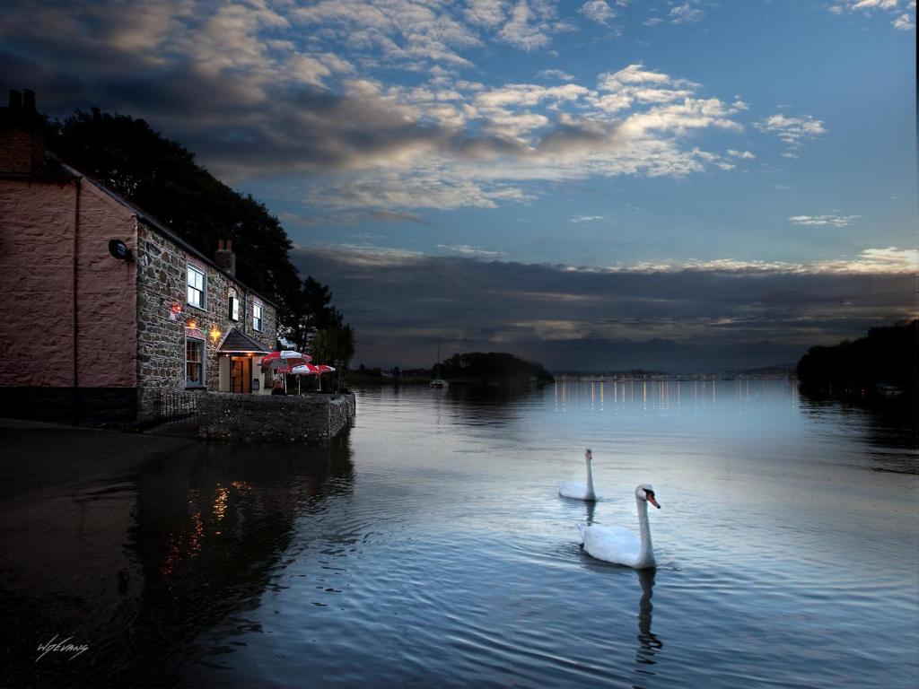 dos cisnes nadando en un cuerpo de agua en The Wilcove Inn en Torpoint