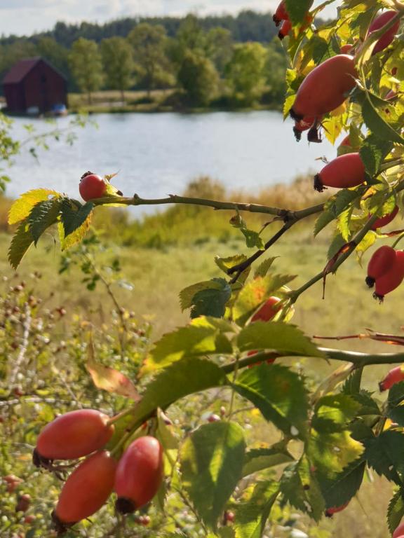 Naturlandskap nära lägenheten