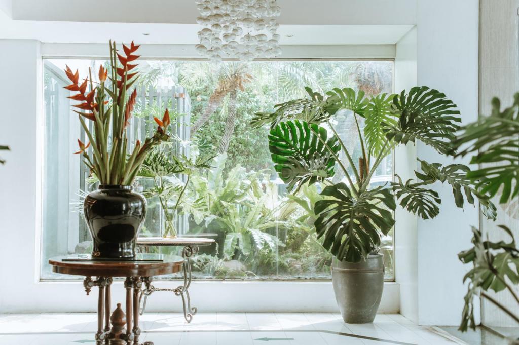 two plants in vases sitting on a table in front of a window at Sugarland Hotel in Bacolod