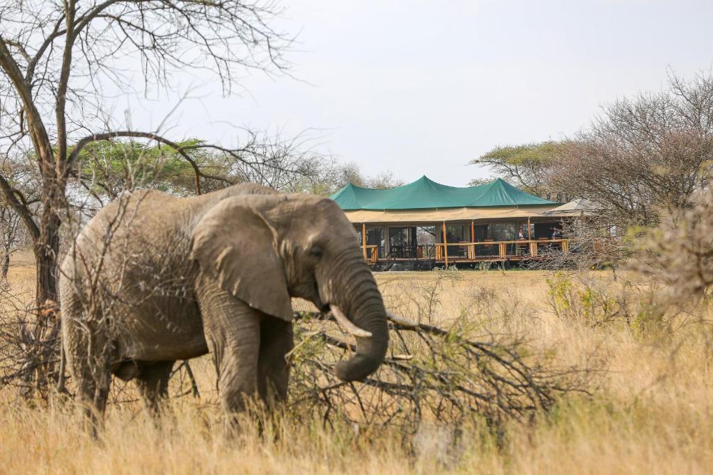 un elefante parado en un campo con un edificio en el fondo en Ndoto Serengeti Camp, en Serengeti