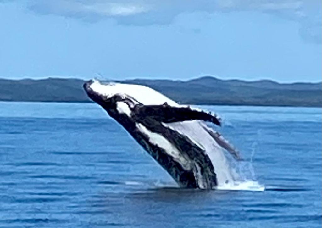 een walvis die zijn staart in het water gooit bij Whale's Tail Cabin at Hervey Bay in Urangan