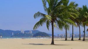 um grupo de palmeiras numa praia arenosa em Atlântico Hotel em Santos