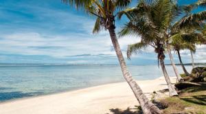 dos palmeras en una playa con el océano en Bedarra Beach Inn en Korotogo