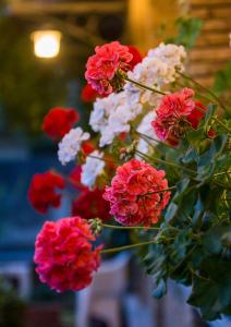 Ein Haufen roter und weißer Blumen in einer Vase in der Unterkunft Hotel La Rosa in Ronta