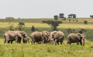 Ngorongoro Lodge member of Meliá Collection في نجورونجورو: مجموعة فيلة تمشي في الميدان