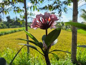 Κήπος έξω από το Bunga Maliq Bungalow Lombok