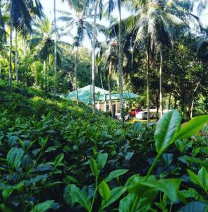 Jardí fora de HangarankandaBungalow Deniyaya