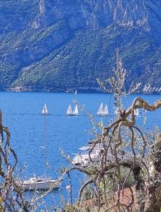 eine Gruppe Segelboote auf einem großen Wasserkörper in der Unterkunft MariGarda Apartments in Assenza di Brenzone