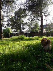 ein kleiner Hund, der auf einem Grasfeld läuft in der Unterkunft Gate Away B&B Units - המקום באל רום in El-Rom