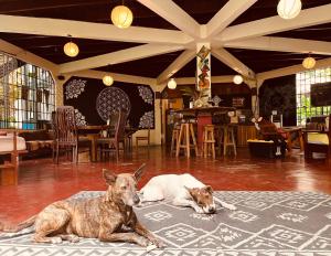 dos perros tirados en el suelo en un restaurante en La Ruka Hostel en Puerto Viejo