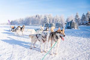 Arctic Guesthouse & Igloos žiemą