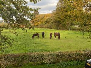 Animale la sau în apropiere de acest B&B