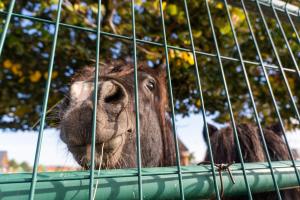 un elefante está mirando fuera de una jaula en Hotel Rozálka en Pezinok