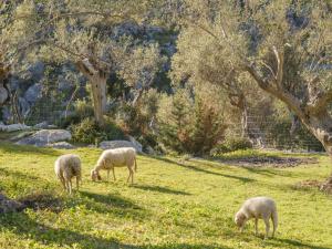 grupa owiec wypasających się na polu w obiekcie Agroturismo Muleta de Ca S'hereu w mieście Port de Soller