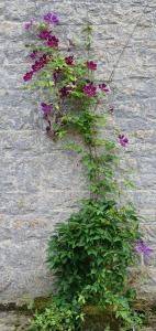 een plant met paarse bloemen op een muur bij Gite Les Chavautes - in Ciney