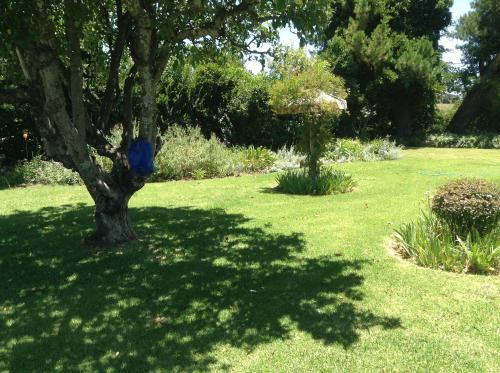 un albero in un giardino con una borsa blu sopra di Clarens socialites, Thatch Cottage #1 a Bethlehem