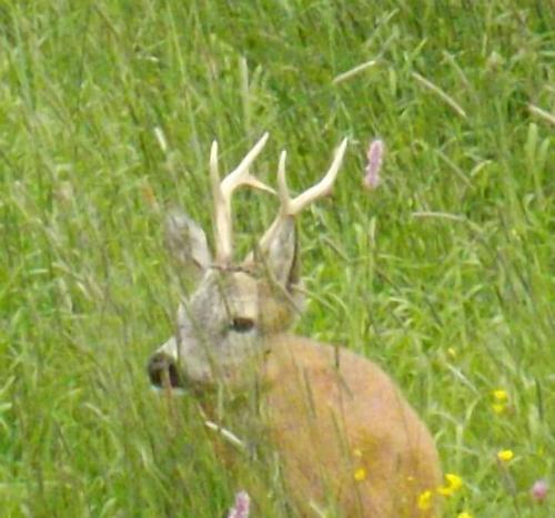 un cervo con corna in un prato di Garni La Majon a Selva di Val Gardena