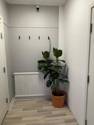 una planta en una habitación con una pared blanca en Nordic Central Villa en Estocolmo